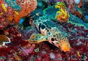 The Raja Epaulette Shark.  Always exciting to see this co... by Norm Vexler 